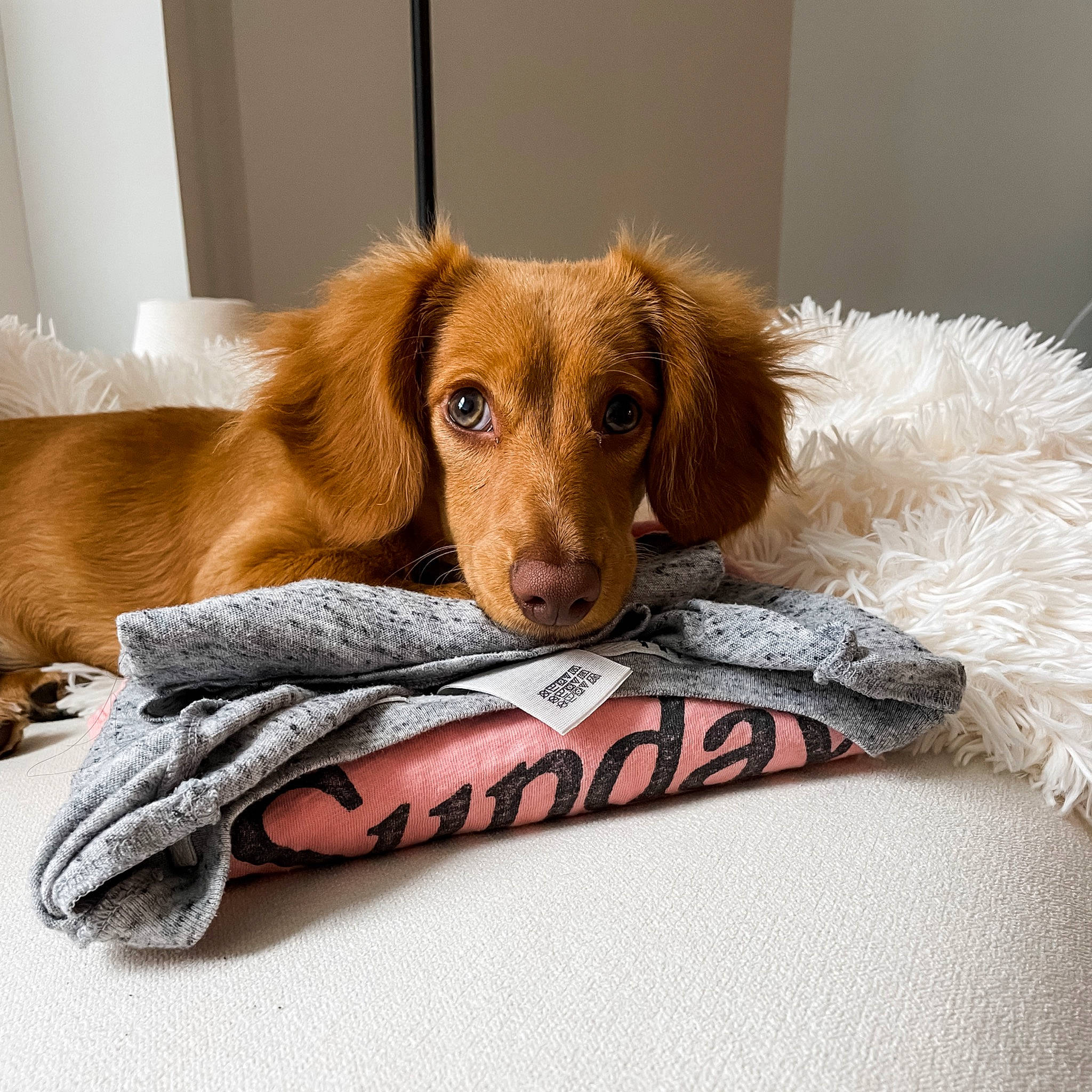 Chili is registered to the contest to win money with this photo: brown, canidae, carnivore, comfort, companion_dog, dog, dog_bed, dog_breed, dog_supply, fawn, flooring, fur, hardwood, liver, pet_supply, snout, sporting_group, wood, working_animal