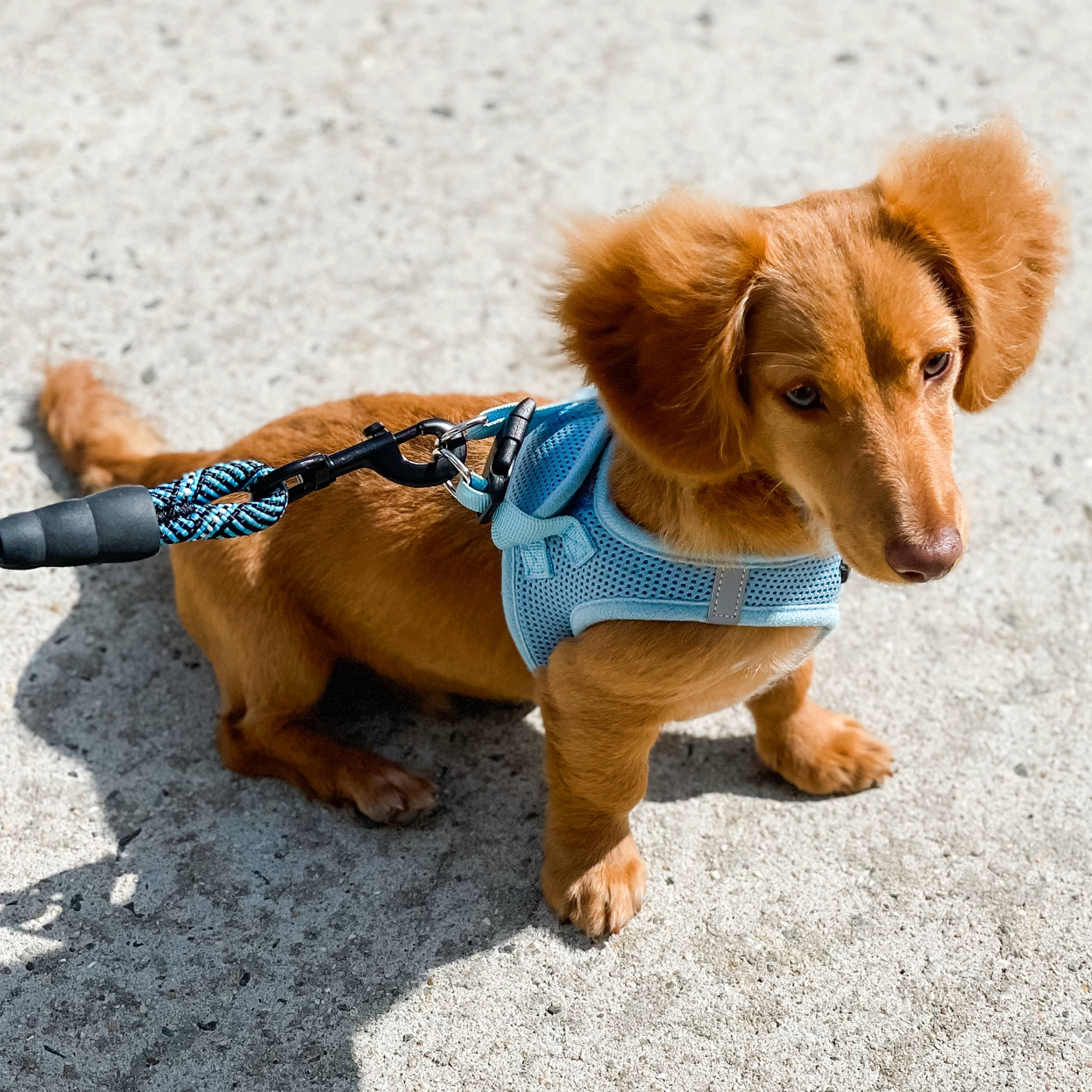 Chili is registered to the contest to win money with this photo: canidae, carnivore, companion_dog, dog, dog_breed, dog_clothes, dog_supply, fashion_accessory, fawn, fur, leash, liver, paw, pet_supply, snout, sporting_group, tail, toy, toy_dog, working_animal