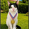 Sepukko a rejoint le concours — aidez-le/la à gagner de superbes lots ! cat, black_and_white, medal, paw_print, outdoor, grass, greenery, sunny, pet, animal, award, sitting, portrait, nature, closeup, feline, cute, proud, champion, collar