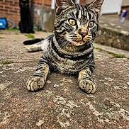 Oreo joined the competition — help win amazing prizes! animal, black_cat, blurred_background, cat, close_up, curious, daylight, ears, eyes, fur, mammal, nature, outdoor, pet, portrait, resting, stone_pavement, tabby_cat, two_cats, whiskers