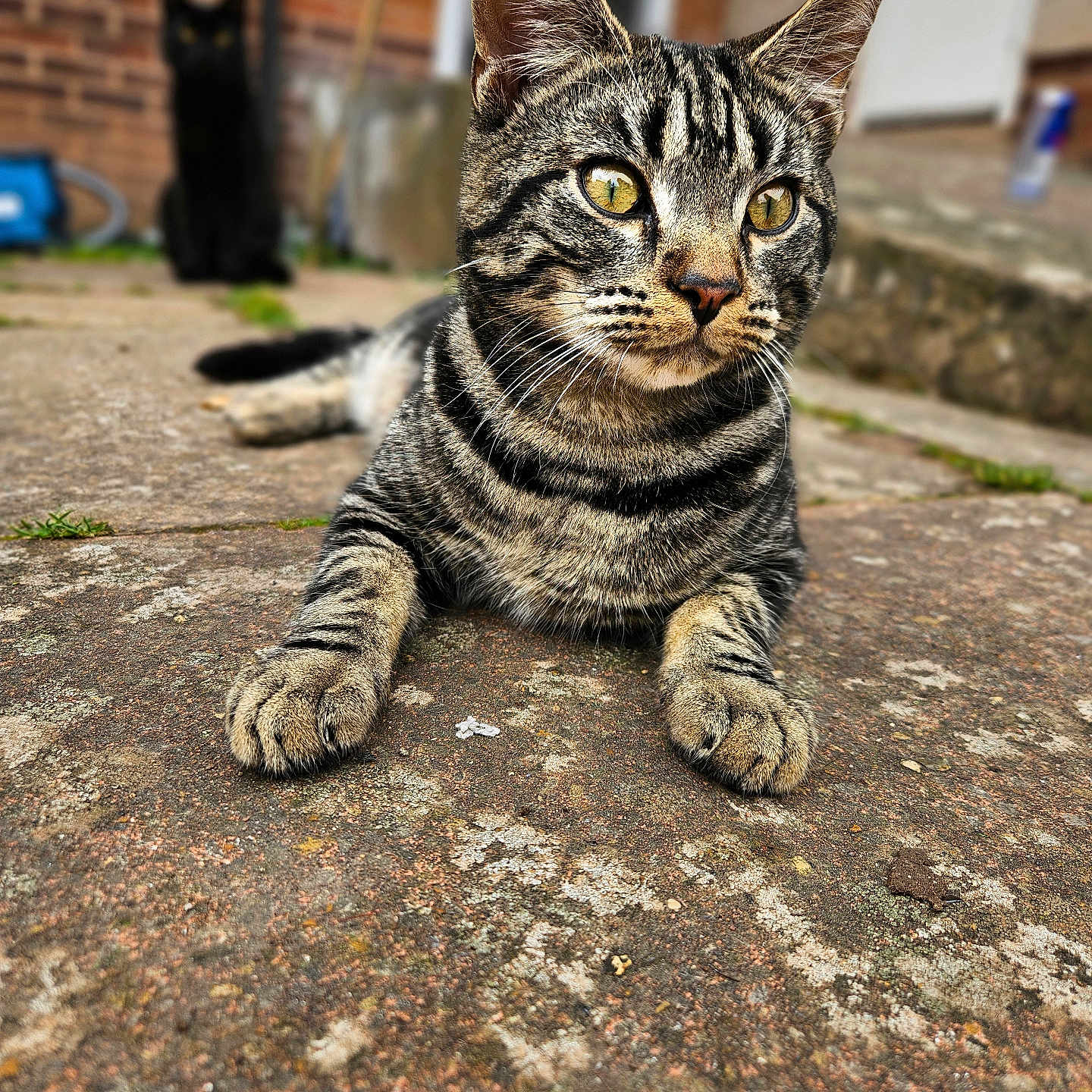Oreo joined the competition — help win amazing prizes! animal, black_cat, blurred_background, cat, close_up, curious, daylight, ears, eyes, fur, mammal, nature, outdoor, pet, portrait, resting, stone_pavement, tabby_cat, two_cats, whiskers
