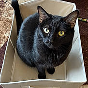 Kali joined the competition — help win amazing prizes! animal, black_cat, box, carpet, cat, cozy, curious, cute, domestic_animal, fabric_box, feline, fur, home, indoor, looking_up, pet, sitting, tail, whiskers, yellow_eyes