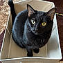 animal, black_cat, box, carpet, cat, cozy, curious, cute, domestic_animal, fabric_box, feline, fur, home, indoor, looking_up, pet, sitting, tail, whiskers, yellow_eyes