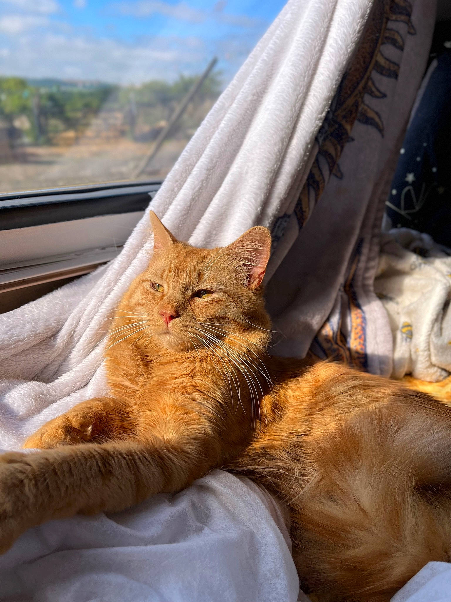 Aries joined the competition — help win amazing prizes! carnivore, cat, claw, cloud, comfort, domestic_short_haired_cat, fawn, felidae, fur, linens, nap, orange, sky, sleep, small_to_medium_sized_cats, snout, tail, terrestrial_animal, whiskers, wood