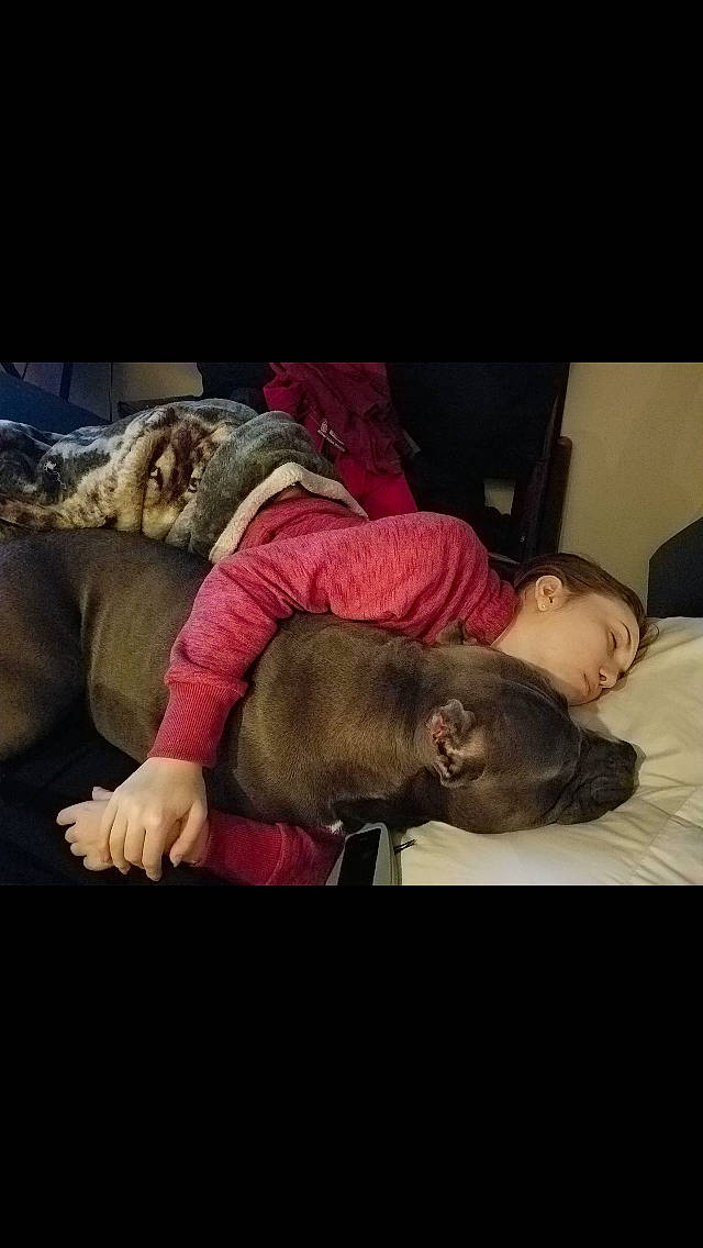 Brute joined the competition — help win amazing prizes! carnivoran, dog, dog_like_mammal, ear, girl, headwear, human, mammal, mouth, nap, person, screenshot, snout, vertebrate