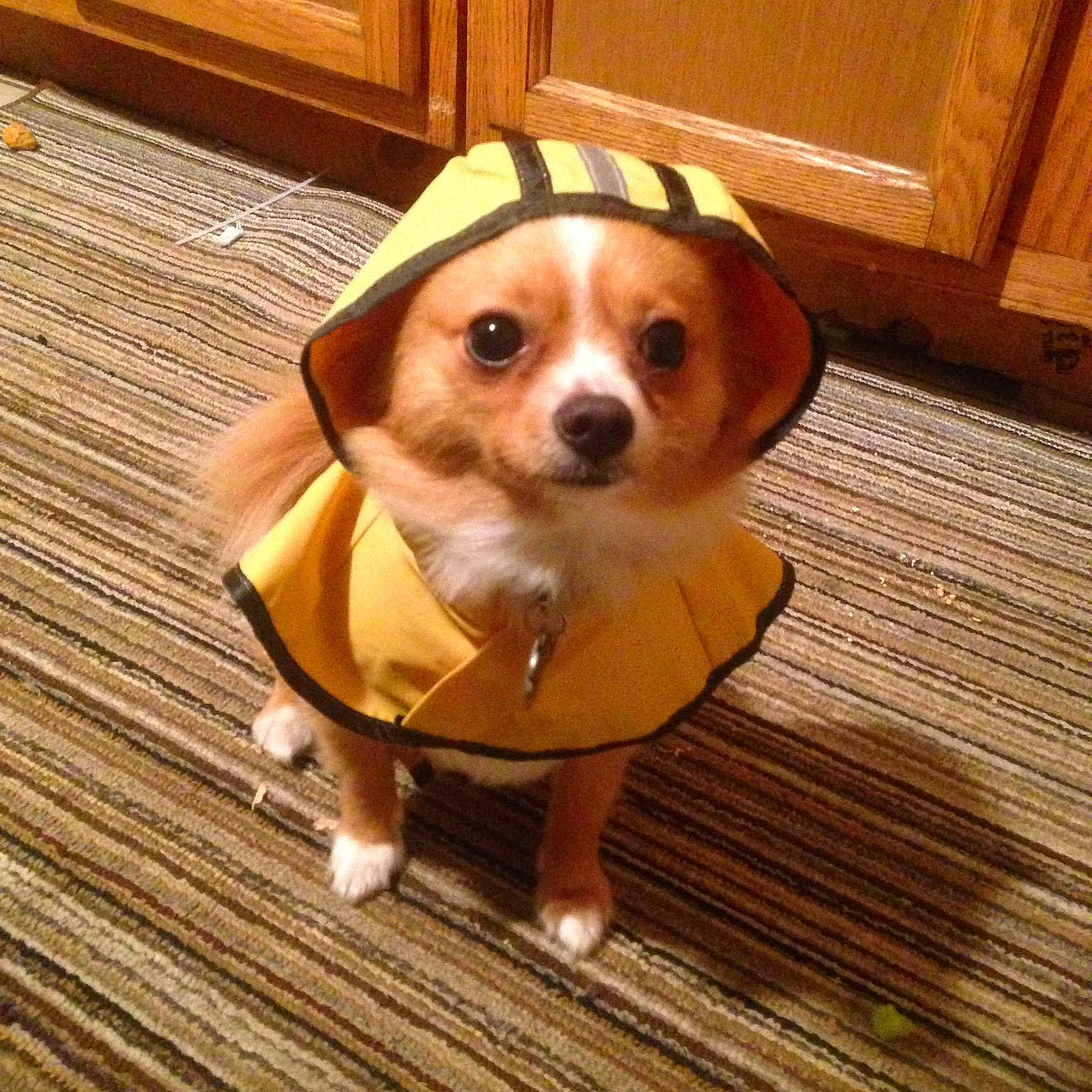 Honey joined the competition — help win amazing prizes! carnivoran, chihuahua, companion_dog, dog, dog_breed, dog_breed_group, dog_like_mammal, puppy, snout