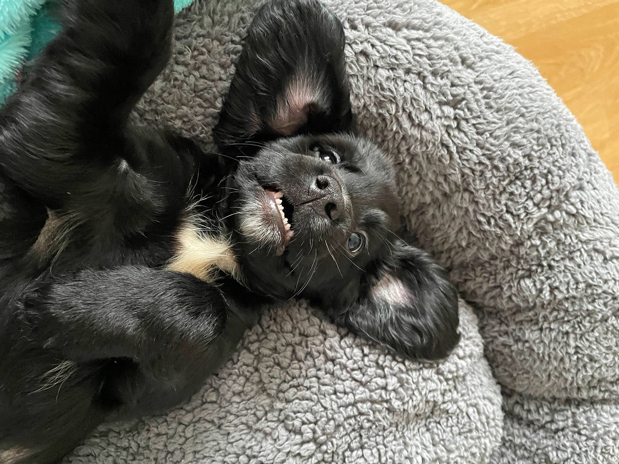 Loki joined the competition — help win amazing prizes! canidae, carnivore, claw, comfort, dog_breed, felidae, foot, fur, grey, liver, nap, paw, sleep, small_to_medium_sized_cats, snout, sporting_group, terrestrial_animal, whiskers, wildlife