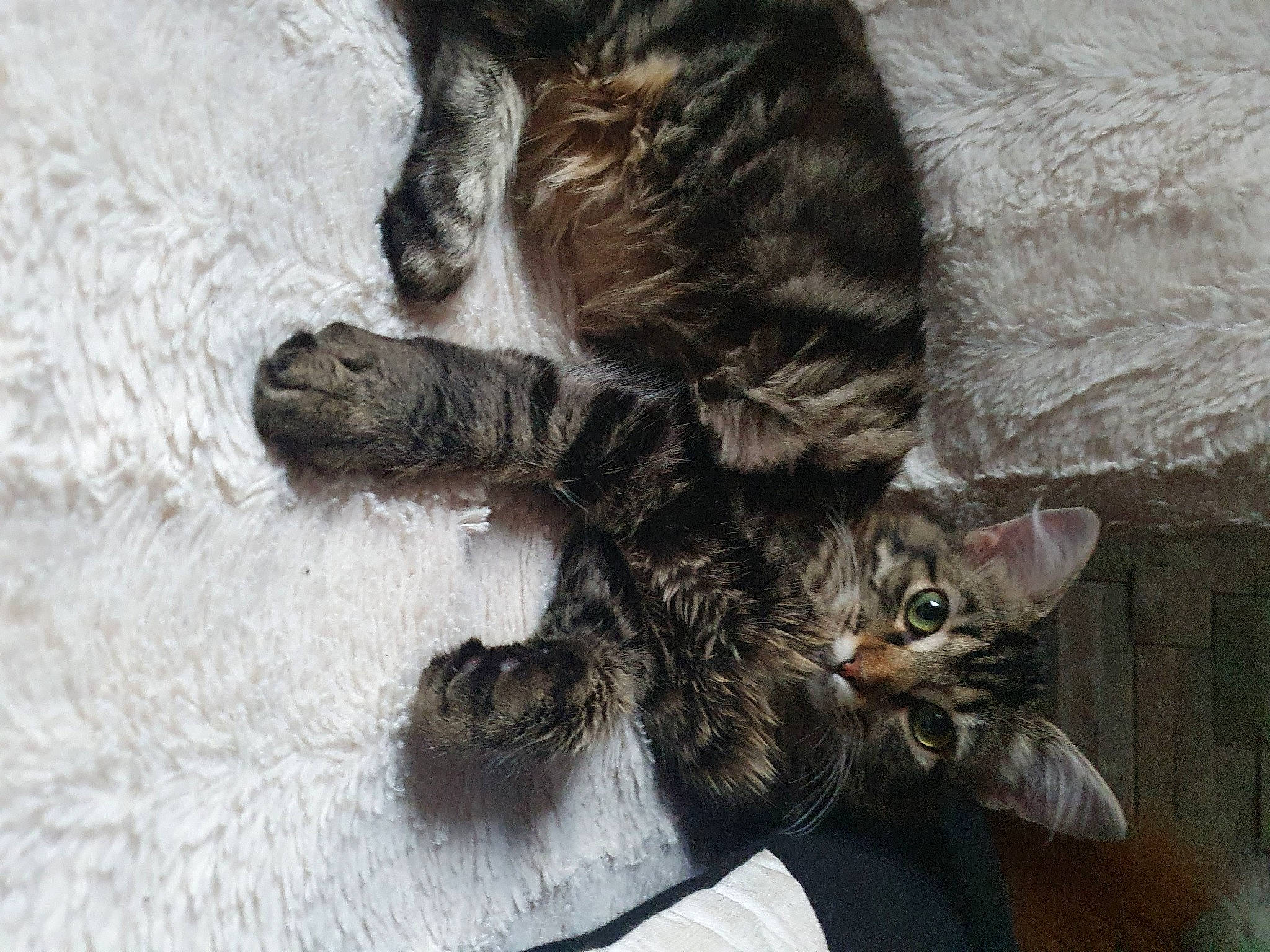 Baïka a rejoint le concours — aidez-le/la à gagner de superbes lots ! carnivore, cat, claw, domestic_short_haired_cat, felidae, fur, organism, paw, small_to_medium_sized_cats, snout, tail, terrestrial_animal, vertebrate, whiskers