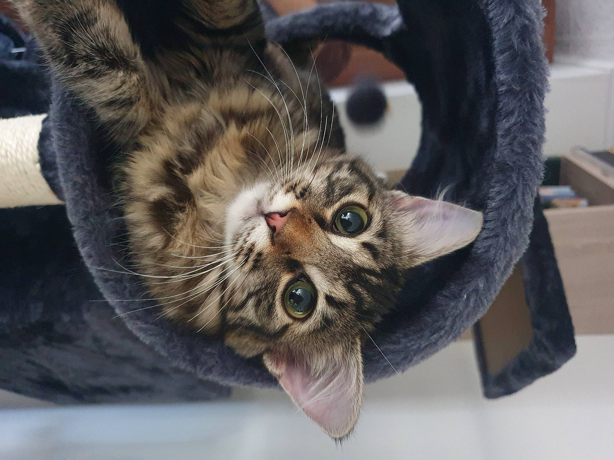 Baïka a rejoint le concours — aidez-le/la à gagner de superbes lots ! carnivore, cat, domestic_short_haired_cat, felidae, fur, iris, kitten, pet_supply, small_to_medium_sized_cats, snout, tabby_cat, tongue, vertebrate, whiskers