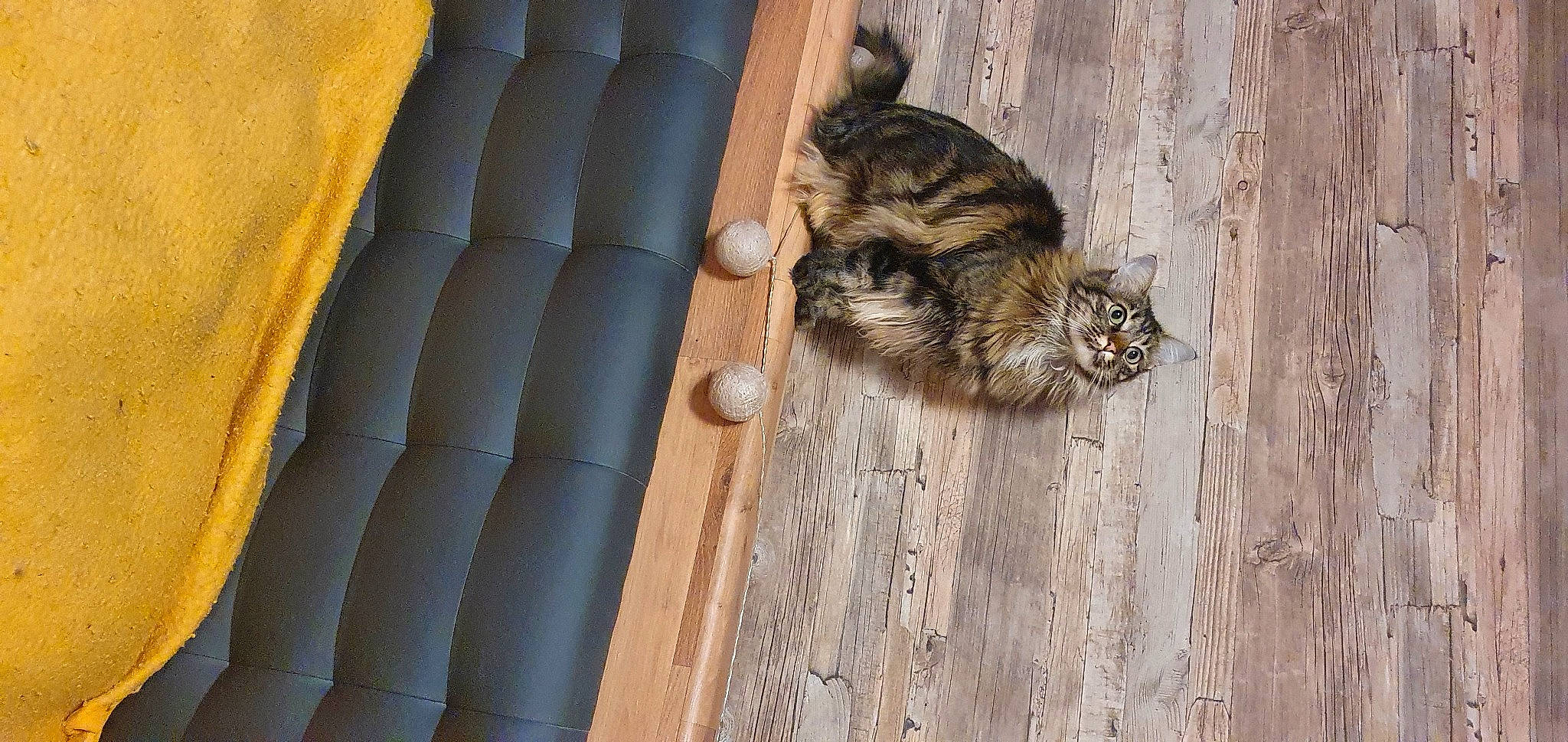 Baïka a rejoint le concours — aidez-le/la à gagner de superbes lots ! carnivore, cat, claw, comfort, domestic_short_haired_cat, felidae, flooring, fur, hardwood, human_leg, paw, small_to_medium_sized_cats, snout, tail, terrestrial_animal, whiskers, wildlife, window, wood, wood_stain