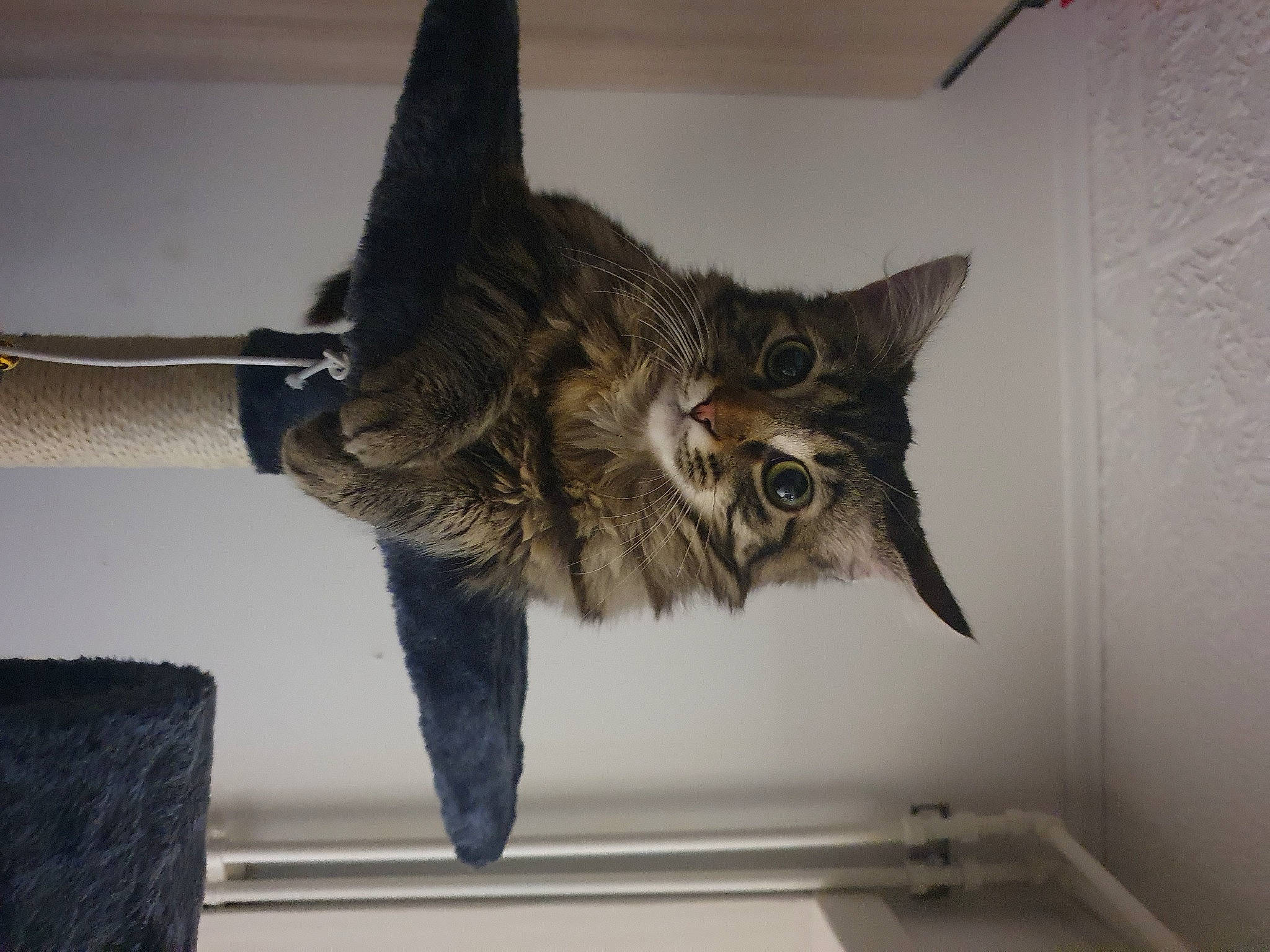 Baïka participe au concours pour gagner de l'argent avec cette photo : carnivore, cat, felidae, fur, grey, small_to_medium_sized_cats, snout, tail, vertebrate, whiskers