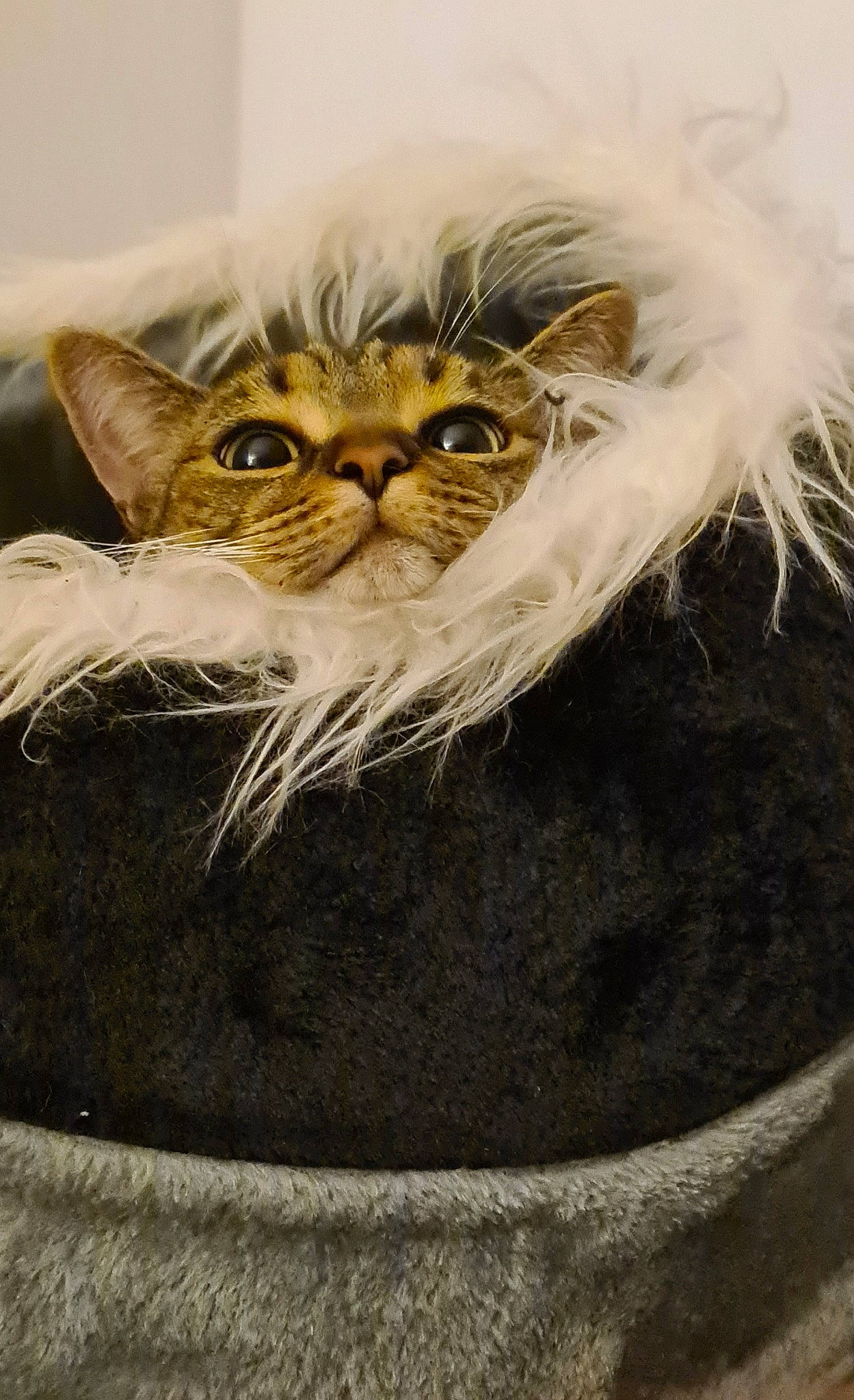 Ezechiel a rejoint le concours — aidez-le/la à gagner de superbes lots ! art, carnivore, cat, eyewear, fashion_accessory, fawn, feather, felidae, flowerpot, fur, hat, helmet, houseplant, plant, small_to_medium_sized_cats, snout, tail, terrestrial_animal, whiskers, window