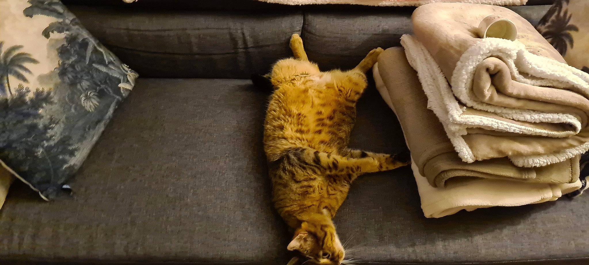 Ezechiel a rejoint le concours — aidez-le/la à gagner de superbes lots ! canidae, carnivore, cat, claw, comfort, couch, domestic_short_haired_cat, fawn, felidae, flooring, fur, paw, room, small_to_medium_sized_cats, snout, tail, terrestrial_animal, toy, whiskers, wood