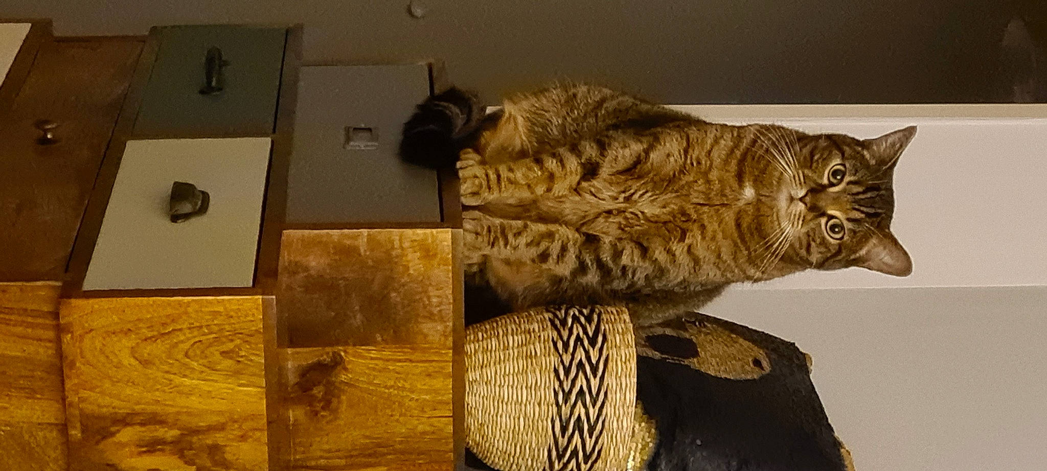 Ezechiel participe au concours pour gagner de l'argent avec cette photo : art, artifact, big_cats, bird_of_prey, cat, domestic_short_haired_cat, felidae, fur, metal, owl, personal_protective_equipment, rectangle, room, sculpture, small_to_medium_sized_cats, tail, terrestrial_animal, visual_arts, whiskers, wood