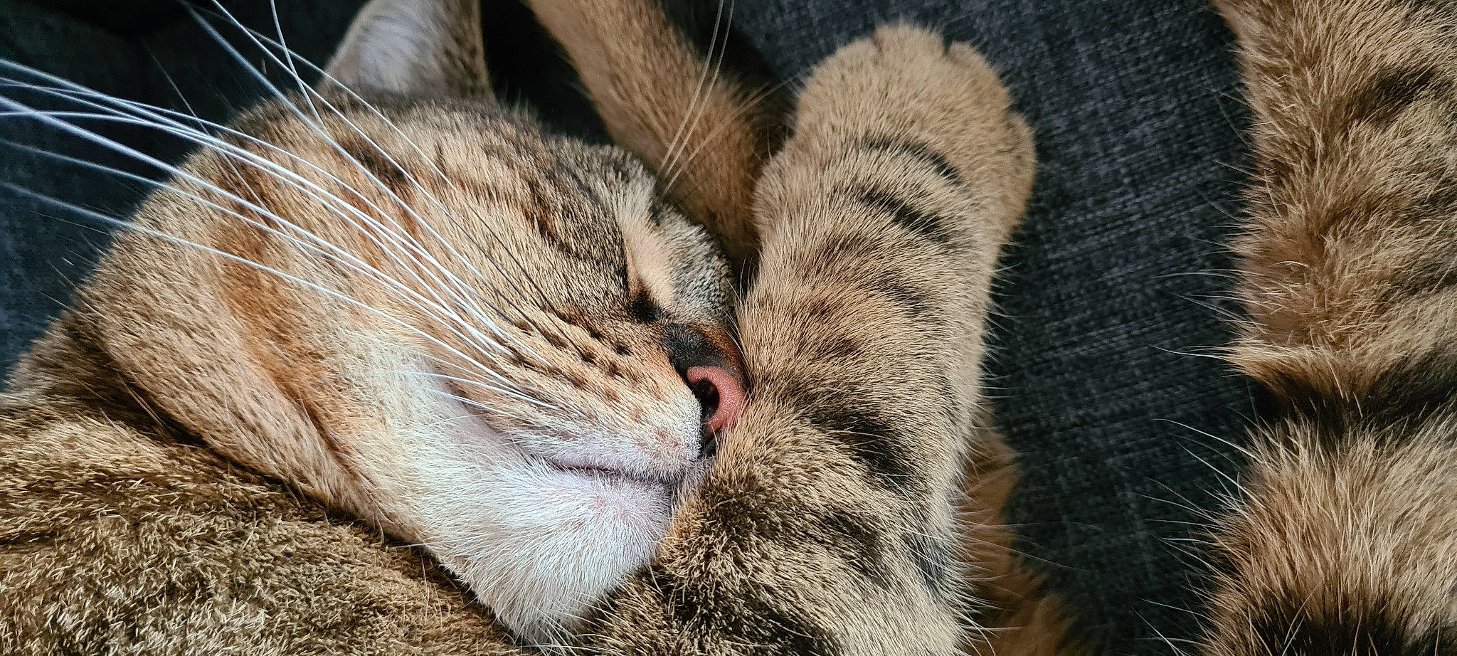 Ezechiel a rejoint le concours — aidez-le/la à gagner de superbes lots ! carnivore, cat, claw, comfort, domestic_short_haired_cat, fawn, felidae, fur, grass, nap, paw, sleep, small_to_medium_sized_cats, tail, terrestrial_animal, whiskers, wood