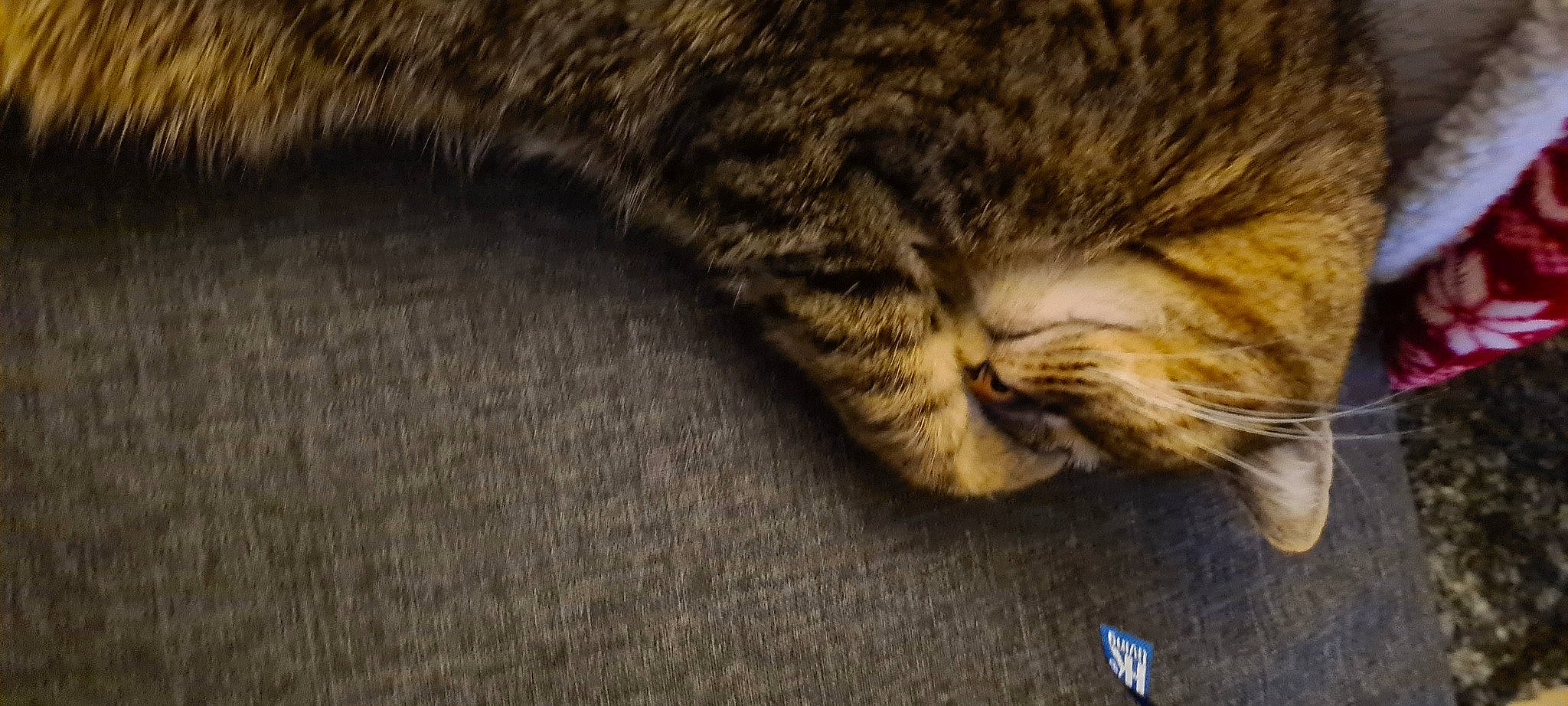 Ezechiel participe au concours pour gagner de l'argent avec cette photo : brown, carnivore, cat, comfort, domestic_short_haired_cat, fawn, felidae, flooring, fur, grass, nap, paw, sleep, small_to_medium_sized_cats, snout, tail, terrestrial_animal, whiskers, wildlife, wood