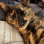 Luna is registered to the contest to win money with this photo: cat, tortoiseshell, close_up, relaxed, sleepy, fur, whiskers, cushion, blanket, texture, indoor, pet, animal, face, ears, nose, resting, cozy, feline, portrait