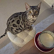 Atchoum a rejoint le concours — aidez-le/la à gagner de superbes lots ! cat, spotted_cat, indoor, furniture, ottoman, candle, table, wooden_table, curious, wide_eyes, pet, domestic_animal, floor, carpet, decor, home_interior, modern, cozy, seated, looking_up