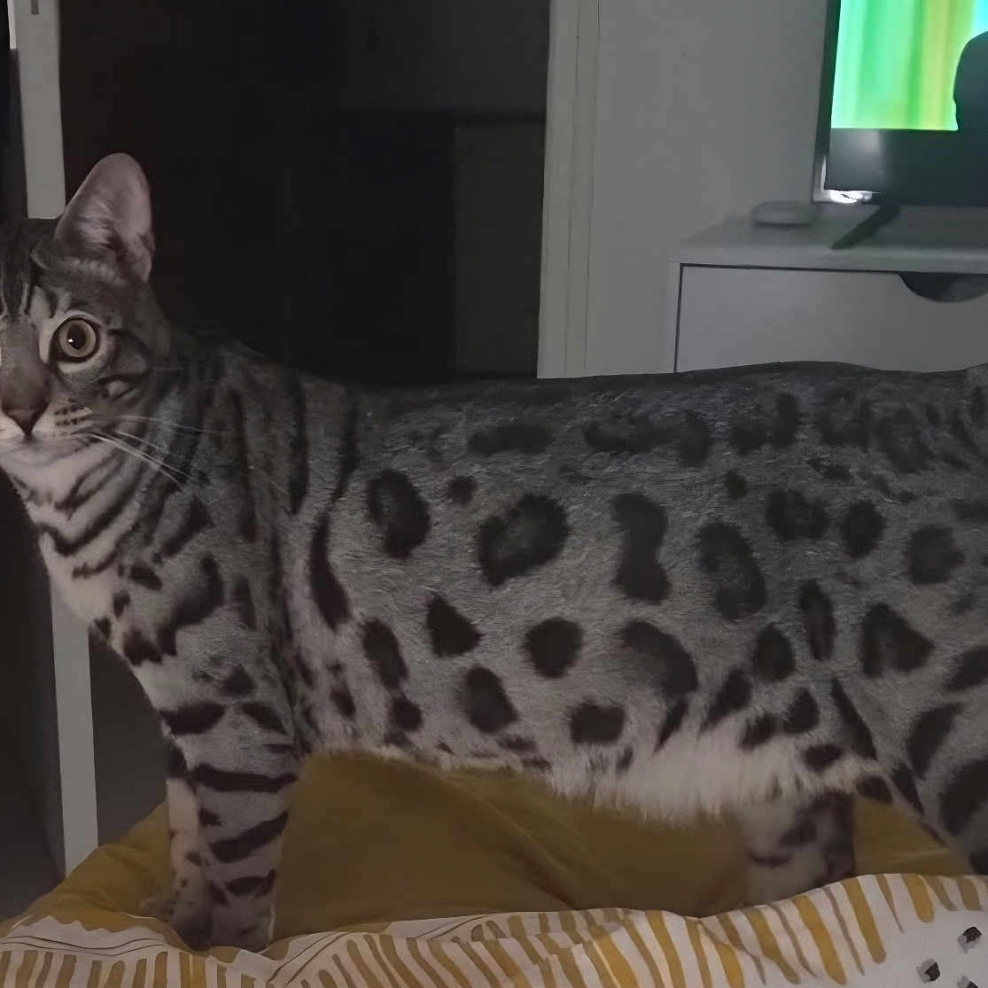 Atchoum a rejoint le concours — aidez-le/la à gagner de superbes lots ! cat, spotted_cat, bed, bedding, indoor, furniture, television, alert, animal, pet, whiskers, ears, tail, striped, domestic_cat, mammal, room, home, curious, standing