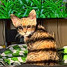 cat, kitten, tabby, indoor, blanket, green, striped, fur, whiskers, sunlight, shadow, plant, television, screen, cozy, curious, animal, pet, cute, portrait