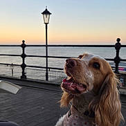 Molly is registered to the contest to win money with this photo: dog, spaniel, pet, harness, leash, paw, tongue_out, happy, eyes, snout, waterfront, pier, railing, lamp_post, sunset, sky, evening, promenade, outdoors, human_hand