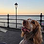 dog, spaniel, pet, harness, leash, paw, tongue_out, happy, eyes, snout, waterfront, pier, railing, lamp_post, sunset, sky, evening, promenade, outdoors, human_hand