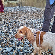 Molly joined the competition — help win amazing prizes! casual_clothing, close_up, cocker_spaniel, concrete_wall, dog, harness, human_hand, leash, legs, outdoor, panting, pebble_beach, pebbles, person_partial, pet, promenade, stairs, stones, walking, wet_fur
