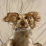 Molly is registered to the contest to win money with this photo: dog, pet, lying_on_back, bed, blanket, ears, nose, paws, fur, portrait, indoor, collar, cute, looking_at_camera, playful, close_up, mammal, domestic_animal, whiskers, wide_eyes