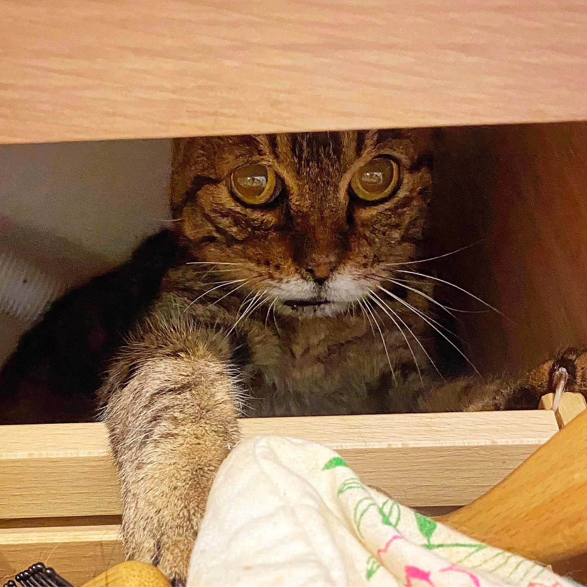 La Mistral participe au concours pour gagner de l'argent avec cette photo : animal, cat, claw, closeup, curiosity, curious, drawer, eyes, feline, furniture, hiding, household, indoor, mischievous, paw, pet, tabby, whiskers, wood