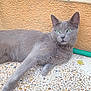 cat, gray_cat, green_eyes, lounging, outdoor, pebble_floor, orange_wall, garden_hose, relaxed, pet, feline, whiskers, fur, animal, domestic_cat, side_view, resting, alert, closeup, natural_light