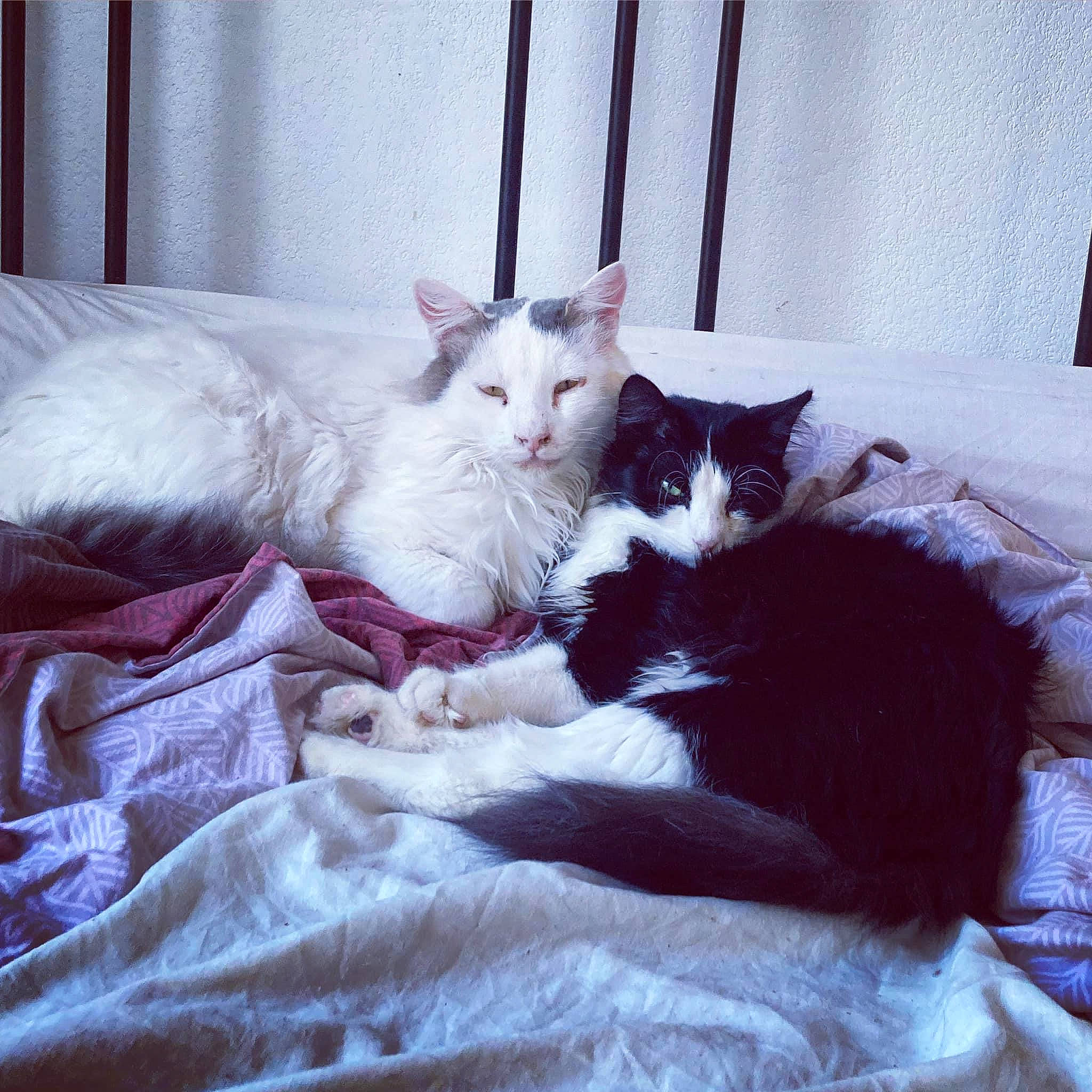 Papyrus a rejoint le concours — aidez-le/la à gagner de superbes lots ! bed, bedding, carnivore, cat, comfort, curtain, domestic_short_haired_cat, felidae, fur, grey, linens, mammal, paw, room, small_to_medium_sized_cats, square, tail, tints_and_shades, vertebrate, whiskers