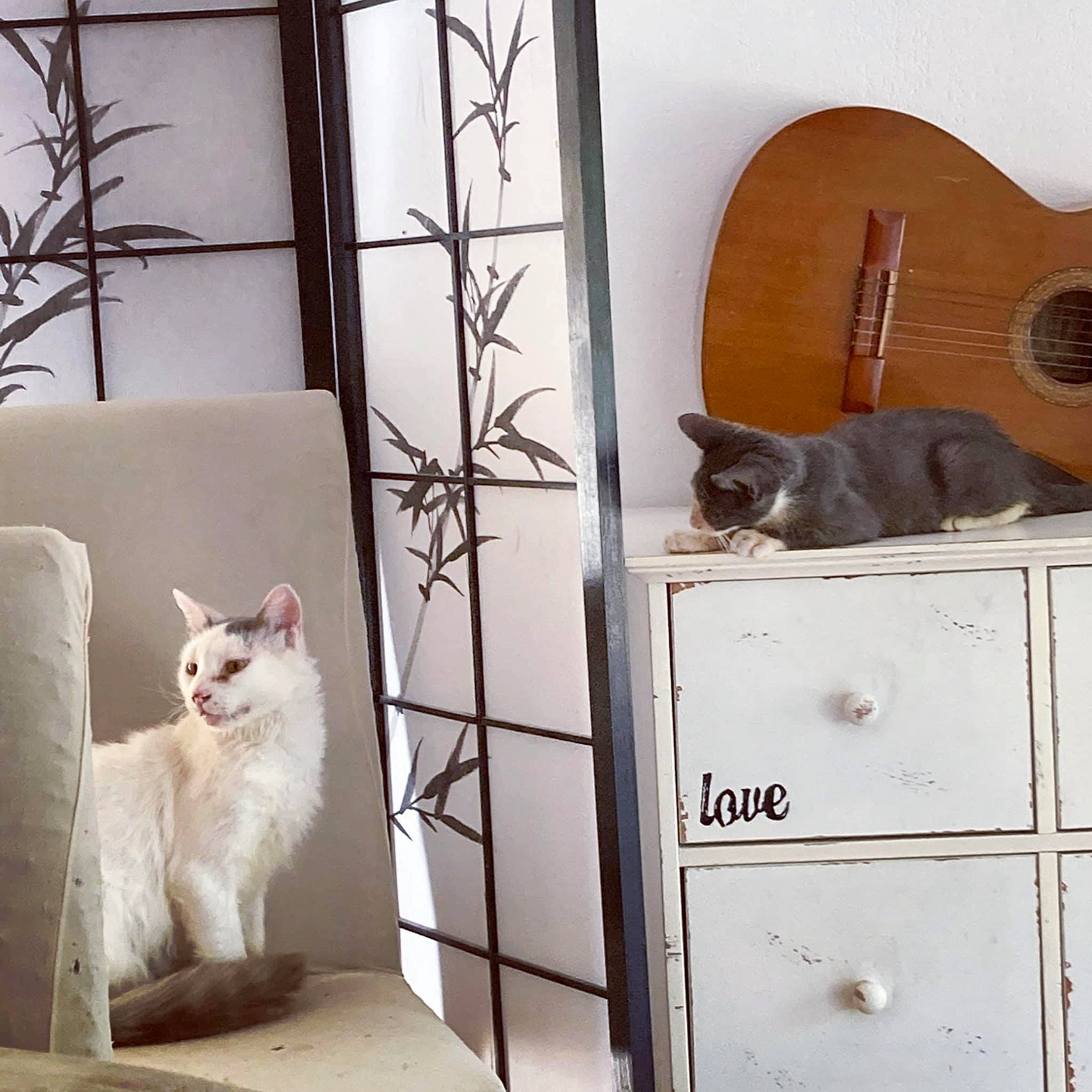 Papyrus a rejoint le concours — aidez-le/la à gagner de superbes lots ! carnivore, cat, comfort, domestic_short_haired_cat, door, felidae, grey, guitar, home_door, house, mammal, metal, musical_instrument, rectangle, small_to_medium_sized_cats, tail, vertebrate, whiskers, window, wood