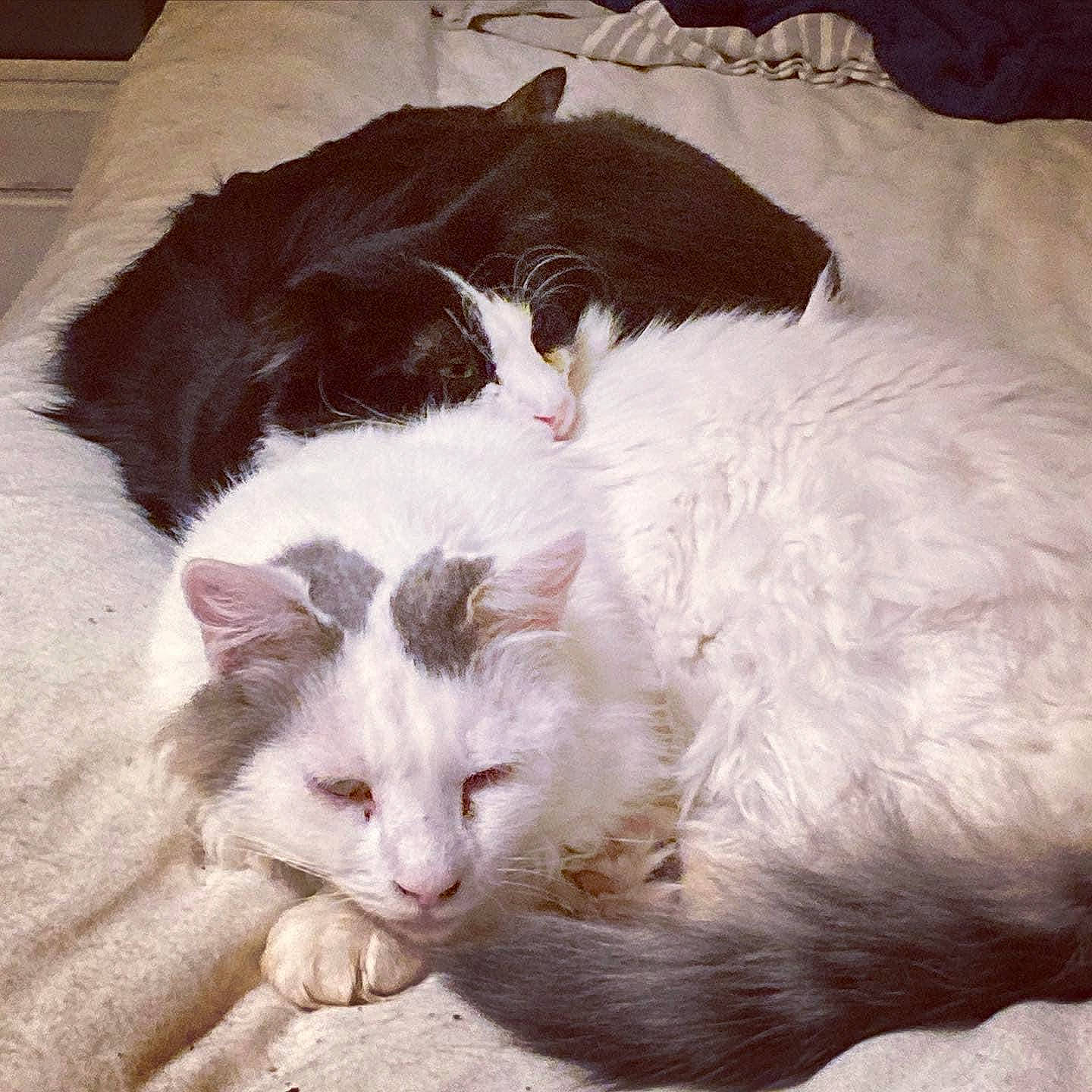 Papyrus a rejoint le concours — aidez-le/la à gagner de superbes lots ! carnivore, cat, claw, comfort, domestic_short_haired_cat, felidae, fur, paw, small_to_medium_sized_cats, snout, tail, terrestrial_animal, whiskers