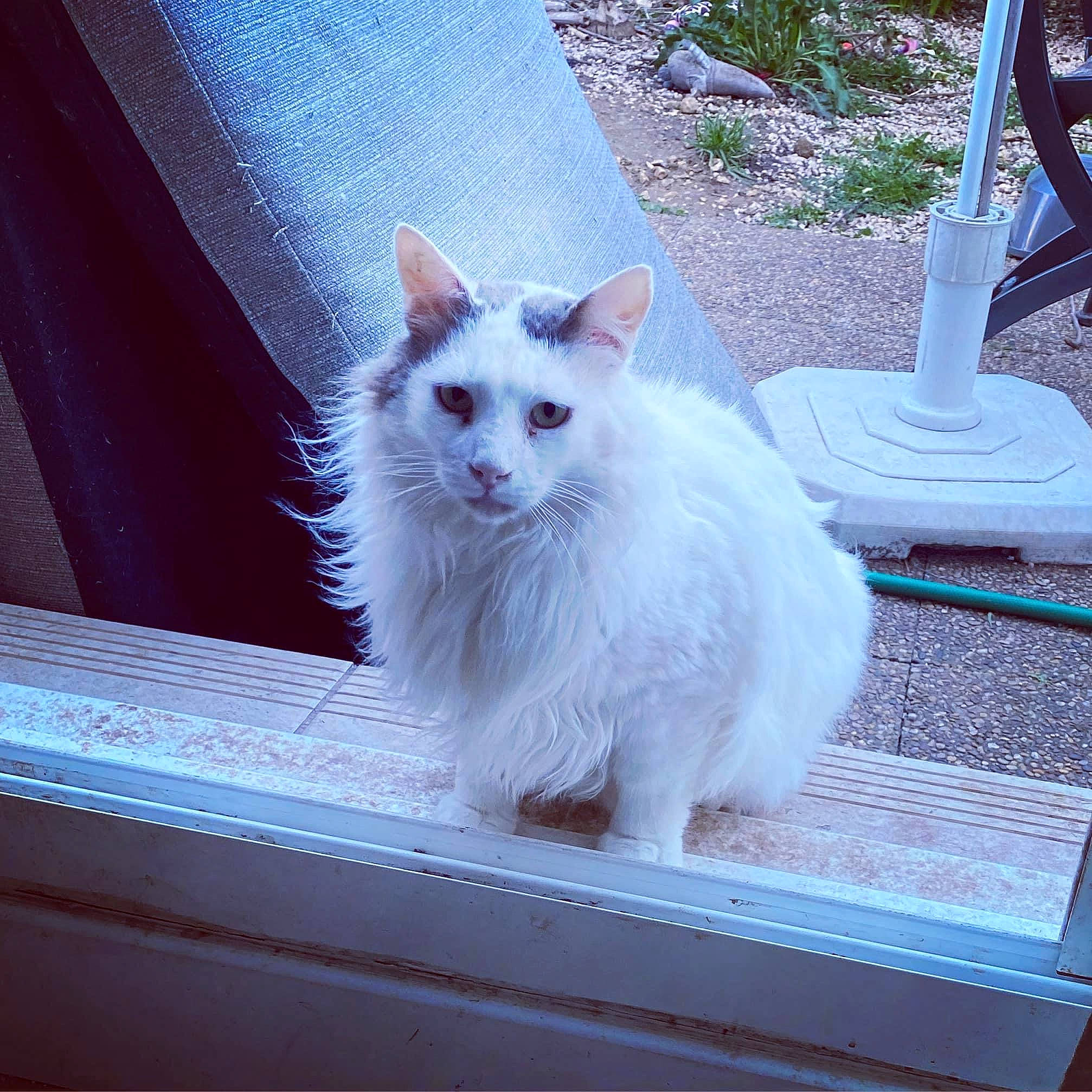 Papyrus participe au concours pour gagner de l'argent avec cette photo : carnivore, cat, electric_blue, felidae, fur, gas, glass, metal, paw, plant, ragdoll, rectangle, small_to_medium_sized_cats, square, tail, tire, whiskers, window