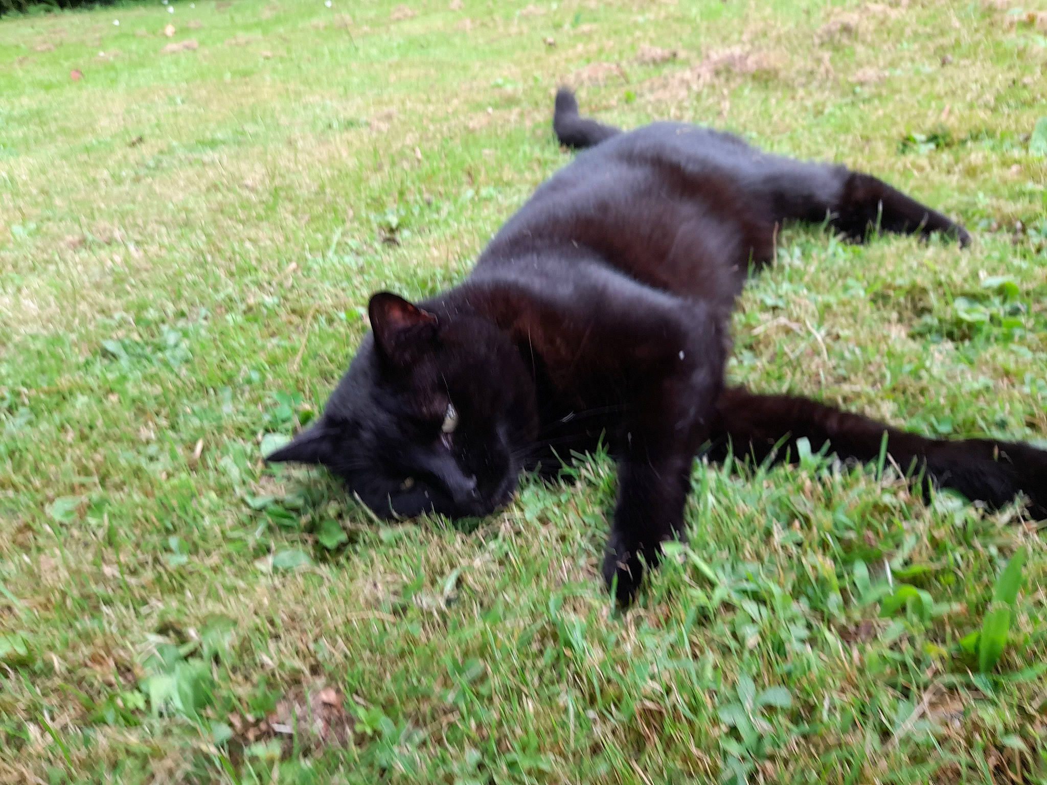 Iti a rejoint le concours — aidez-le/la à gagner de superbes lots ! canidae, carnivore, cat, dog_breed, domestic_short_haired_cat, felidae, fur, grass, groundcover, plant, small_to_medium_sized_cats, sporting_group, tail, terrestrial_animal