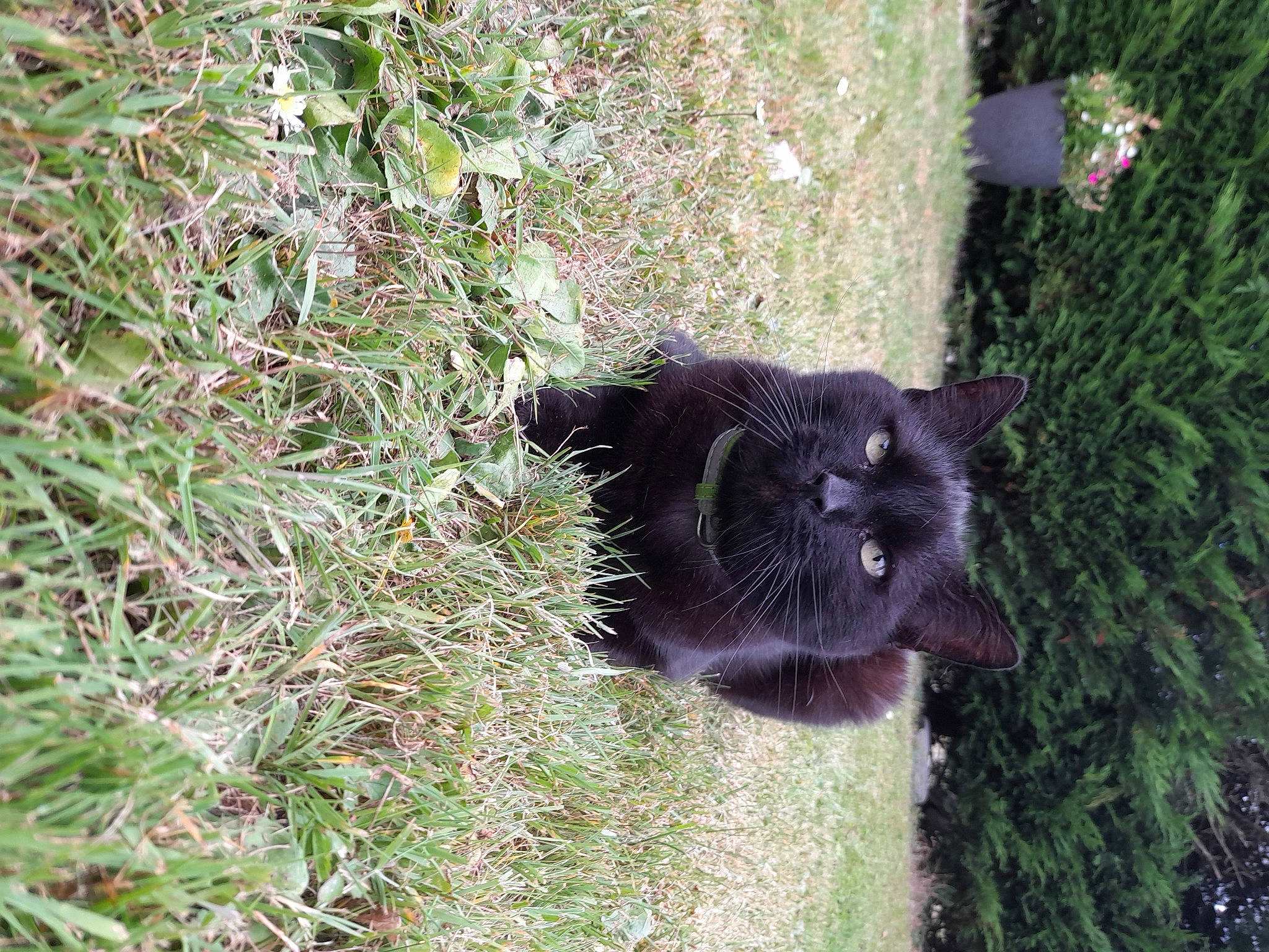 Iti a rejoint le concours — aidez-le/la à gagner de superbes lots ! annual_plant, black_cat, canidae, carnivore, cat, dog_breed, domestic_short_haired_cat, felidae, fur, grass, groundcover, plant, shrub, small_to_medium_sized_cats, snout, sporting_group, tail, terrestrial_animal, whiskers, wildlife