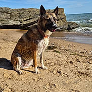 Tosca participe au concours pour gagner de l'argent avec cette photo : animal, beach, canine, cloud, coast, collar, dog, happy, nature, ocean, outdoor, portrait, rock, sand, sea, sitting, sky, sunlight, water, wet