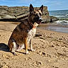 animal, beach, canine, cloud, coast, collar, dog, happy, nature, ocean, outdoor, portrait, rock, sand, sea, sitting, sky, sunlight, water, wet