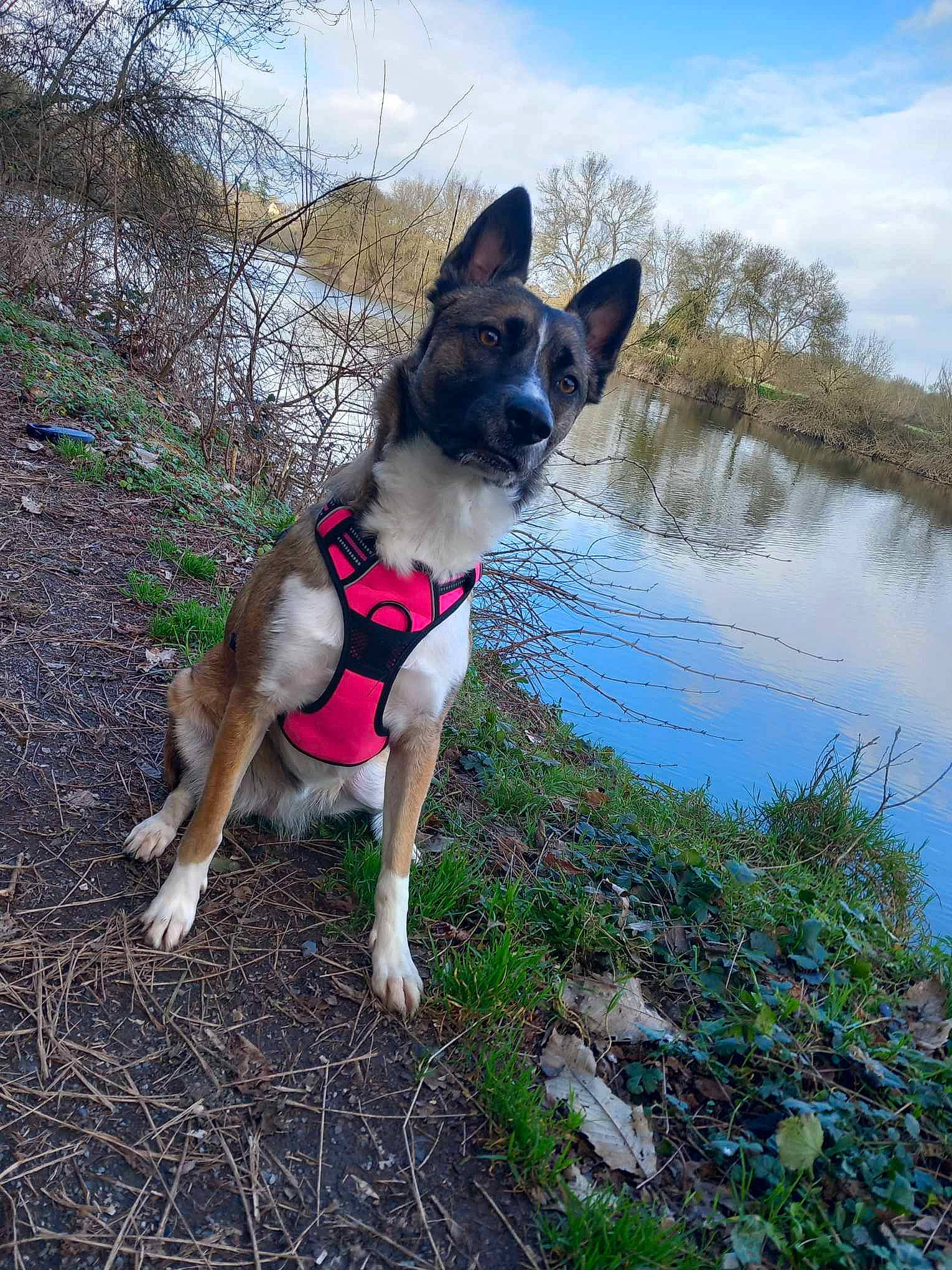 Tosca a rejoint le concours — aidez-le/la à gagner de superbes lots ! canidae, carnivore, cloud, collar, companion_dog, dog, dog_breed, dog_supply, fawn, grass, lake, leash, plant, sky, snout, sporting_group, tail, tree, water, working_animal