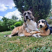 Tosca participe au concours pour gagner de l'argent avec cette photo : animal, canine, clouds, companion, daytime, dog, garden, grass, greenery, lying_down, nature, outdoor, park, pet, relaxing, sky, stuffed_animal, summer, toy, tree