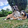 animal, canine, clouds, companion, daytime, dog, garden, grass, greenery, lying_down, nature, outdoor, park, pet, relaxing, sky, stuffed_animal, summer, toy, tree