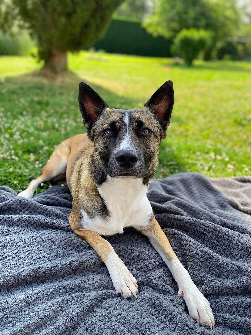 Tosca a rejoint le concours — aidez-le/la à gagner de superbes lots ! australian_cattle_dog, canidae, carnivore, companion_dog, dog, dog_breed, fawn, grass, green, herding_dog, houseplant, plant, sitting, sporting_group, terrestrial_animal, tree, whiskers, working_animal, working_dog