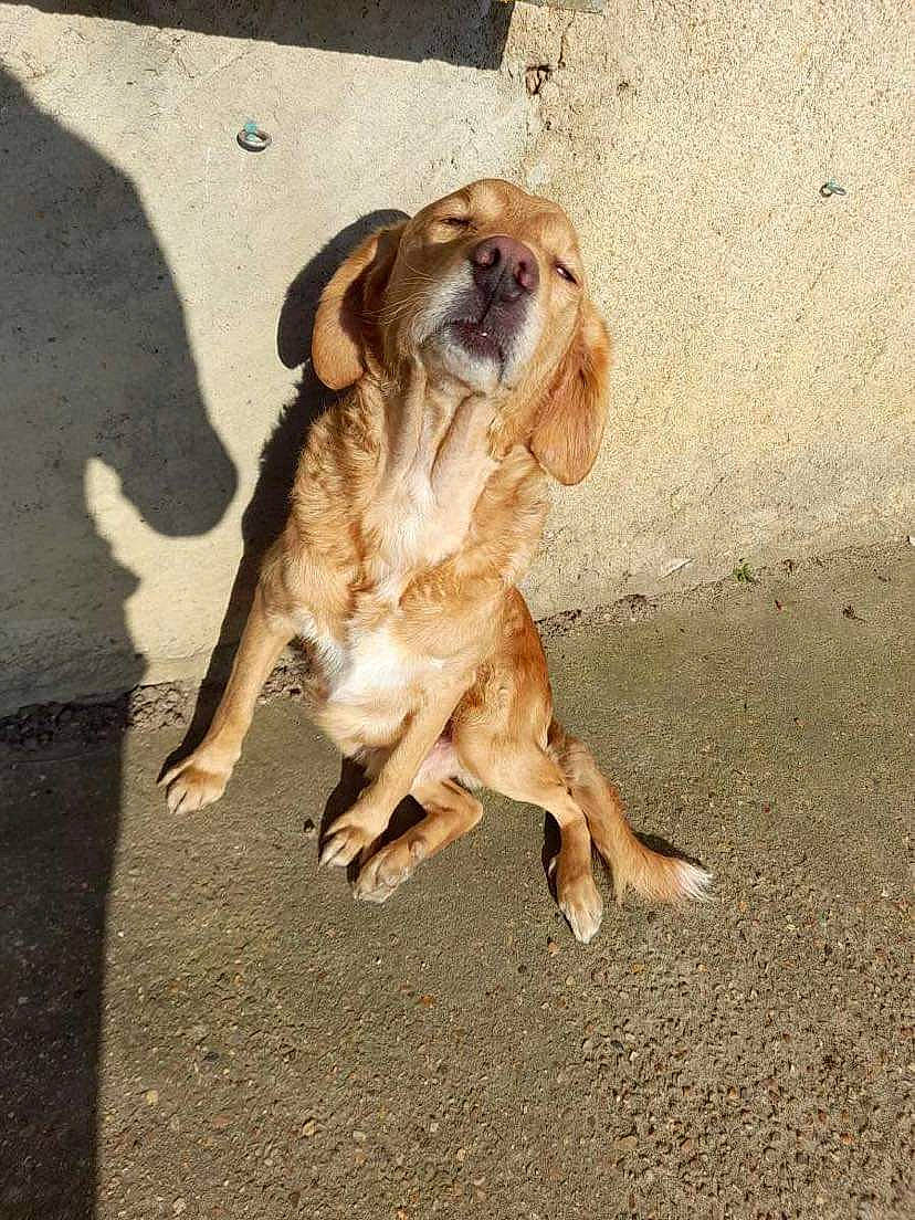 Falco participe au concours pour gagner de l'argent avec cette photo : asphalt, biting, canidae, carnivore, collar, companion_dog, dog, dog_breed, dog_collar, fawn, fur, paw, road_surface, snout, sporting_group, tail, terrestrial_animal, wildlife, wood, working_animal