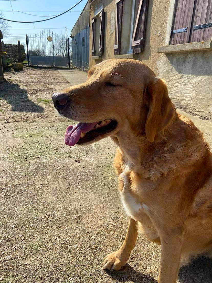 Falco participe au concours pour gagner de l'argent avec cette photo : ball, canidae, carnivore, collar, companion_dog, dog, dog_breed, fawn, golden_retriever, gun_dog, labrador_retriever, plant, retriever, road_surface, sky, snout, tail, tree, window, working_animal