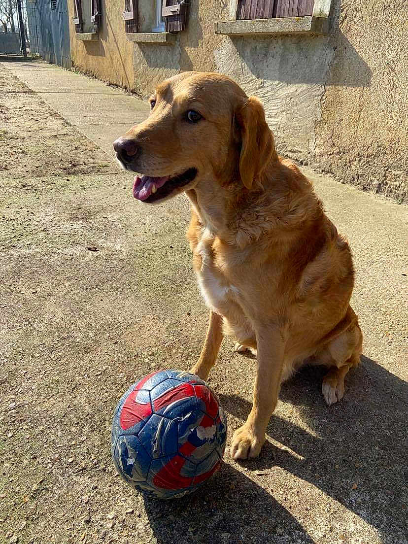 Falco