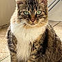 Kira a rejoint le concours — aidez-le/la à gagner de superbes lots ! cat, tabby_cat, green_eyes, sitting, fur, whiskers, ears, pet, animal, indoor, floor, closeup, feline, mammal, looking_at_camera, white_chest, striped, calm, portrait, domestic_cat