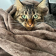 Kira participe au concours pour gagner de l'argent avec cette photo : cat, tabby, green_eyes, whiskers, blanket, brown_blanket, cozy, indoor, pet, fur, cute, animal, resting, closeup, soft_texture, comfort, relaxed, snug, curious, feline