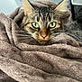 cat, tabby, green_eyes, whiskers, blanket, brown_blanket, cozy, indoor, pet, fur, cute, animal, resting, closeup, soft_texture, comfort, relaxed, snug, curious, feline