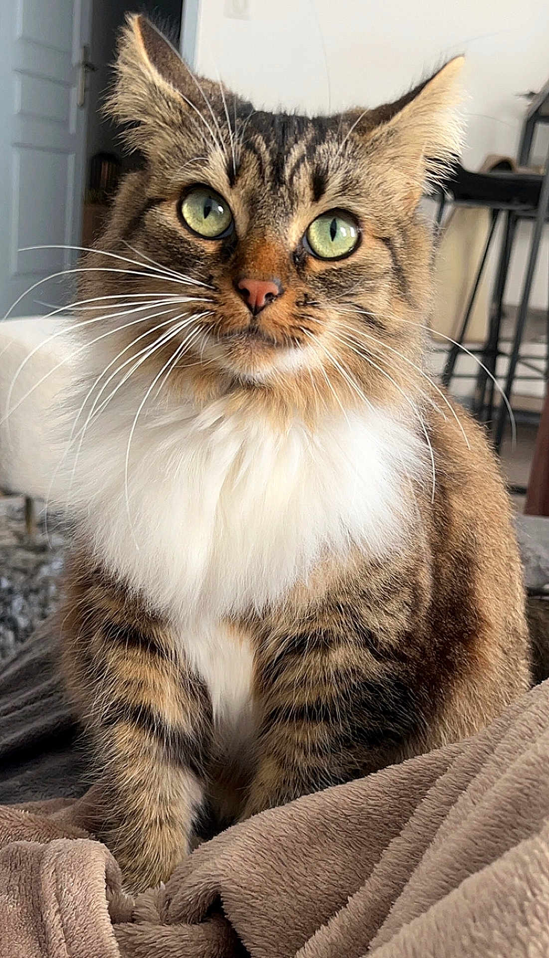 Kira a rejoint le concours — aidez-le/la à gagner de superbes lots ! cat, fluffy, green_eyes, tabby, indoor, blanket, cozy, pet, feline, whiskers, closeup, sitting, fur, attention, domestic_animal, cute, soft, relaxed, portrait, household