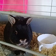 Pinpin participe au concours pour gagner de l'argent avec cette photo : chinchilla, domestic_rabbit, fauna, gerbil, rabbit, rabits_and_hares, snout, whiskers